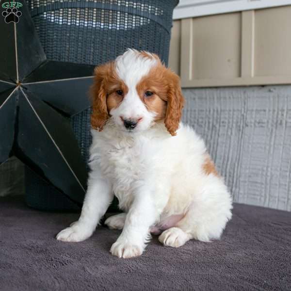Toby, Mini Goldendoodle Puppy